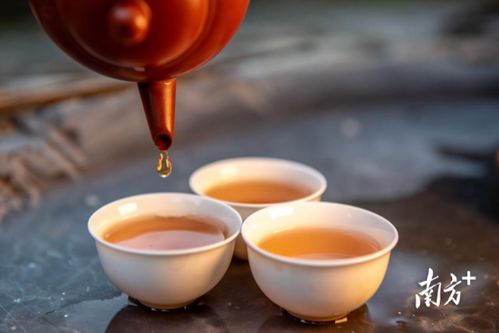 潮州出臺(tái)新政保護(hù)鳳凰單叢 樅 茶,5月10日起施行